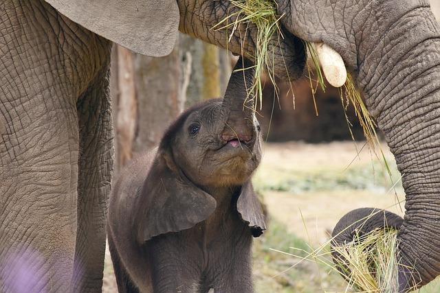 A Commitment to Welfare: Inside Pinnawala’s Holistic Approach to Elephant Care