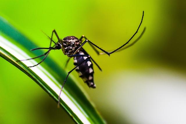 The Role of Environmental Factors in Spatio-Temporal Patterns of Dengue Spread