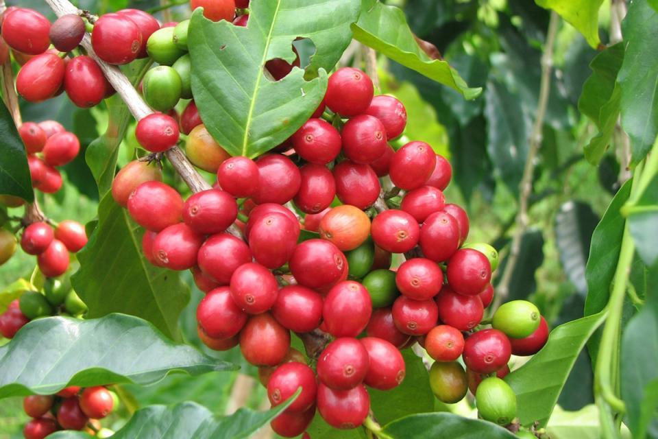 Investment Opportunities for Stakeholders ⁢in Nepali Coffee