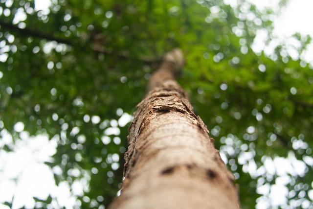 Global Response and Support for the Maldives' Reforestation Efforts