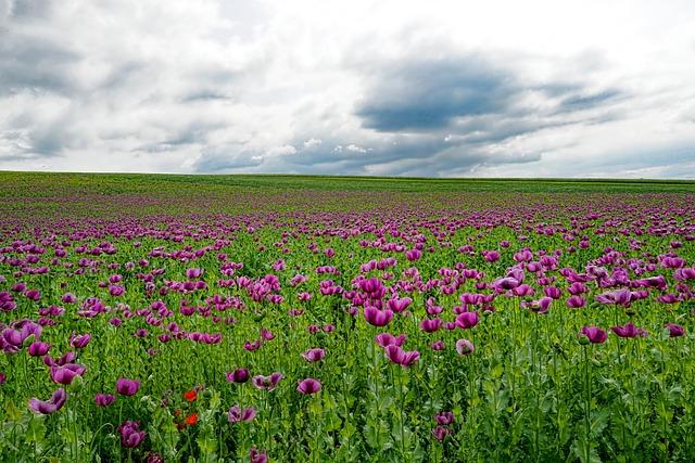 Impact of Opium ⁣Poppy Cultivation on​ Local Communities and the Environment