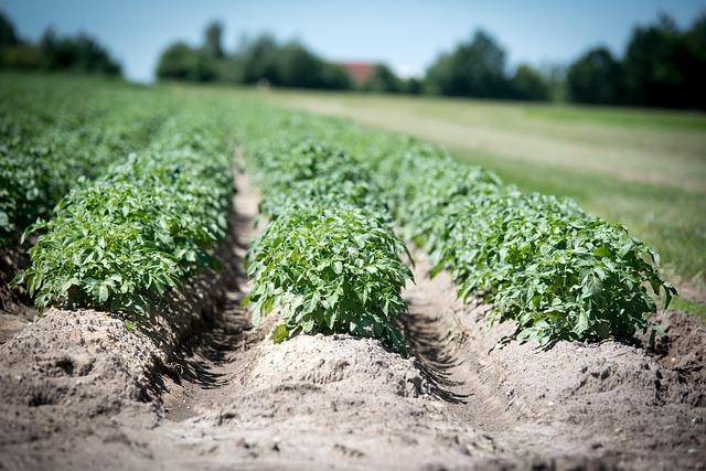 Strategies for Mitigating Future Frost Damage in Potato Cultivation