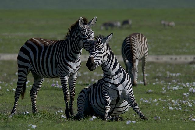 Future Research Directions: Understanding Biodiversity Hotspots