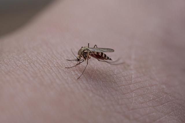 Philippines Village Implements Innovative Mosquito Bounty Program to Combat Dengue fever Outbreak