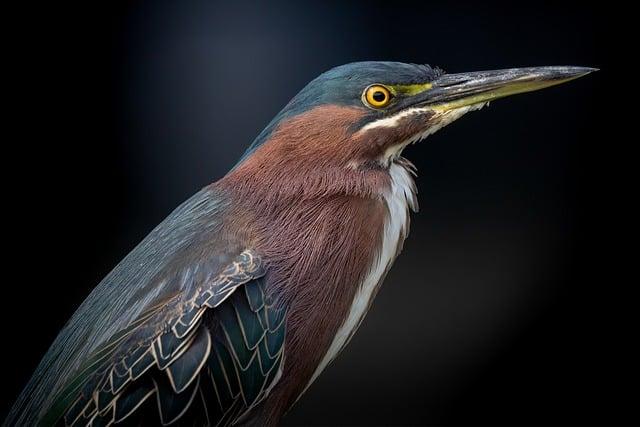 Innovative Rearing Techniques Employed to Boost Heron Population in Bhutan