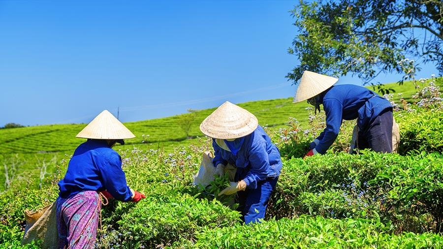 Opportunities for U.S. Investment in Vietnam’s Agricultural Sector