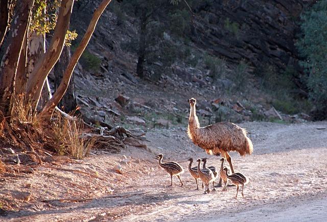 Expectations and Goals for the Emus in the Tournament