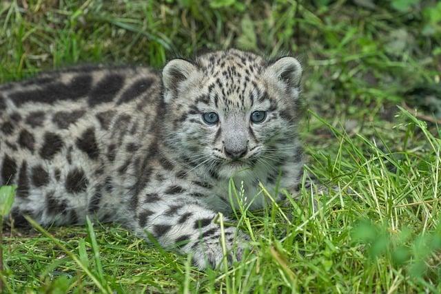 rare Snow Leopard Sighting Sparks Conservation Optimism in Pakistan