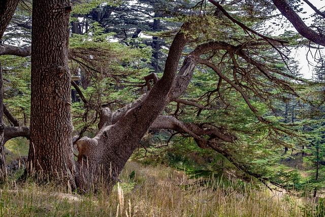 Challenges⁣ of⁤ Reconstruction ⁣Efforts in ‍Lebanon Amid Political Tensions