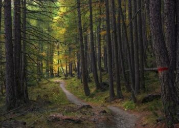Hot rods, cold trails – Meduza