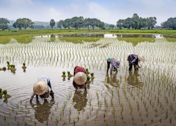 Climate finance eludes small farmers, fishers in Philippines – BenarNews