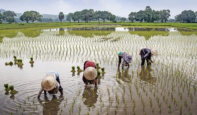 Climate finance eludes small farmers, fishers in Philippines – BenarNews