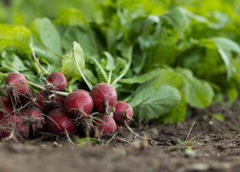 Organic agriculture in Kyrgyzstan: experiences with implementing participatory guarantee systems – Frontiers