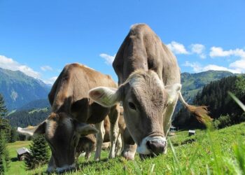 Evaluating the potential of feedstuffs for dairy cattle in Southeast Asia – All About Feed