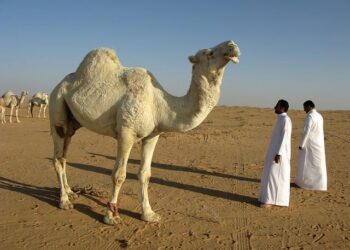 Saudi Arabia’s Innovation Economy on Display – uschamber.com