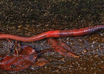Worms at work: Composting centre in rural Lao PDR is more than meets the eye – UNODC