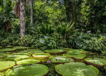 Thailand’s PTT OR allocates $220m to scale Café Amazon footprint – World Coffee Portal