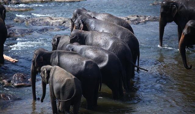 Sri Lanka: Technical Assistance Report-Debt Management Reform Plan – International Monetary Fund
