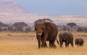 From Africa to Asia: An update on the market – Securities Finance Times