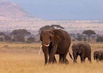 From Africa to Asia: An update on the market – Securities Finance Times