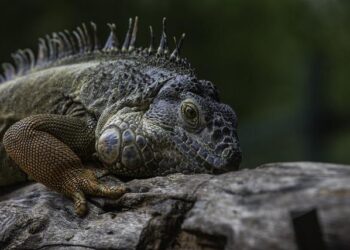 Three Iguanas in Thailand for a spectacular boat trip – Powerboat World