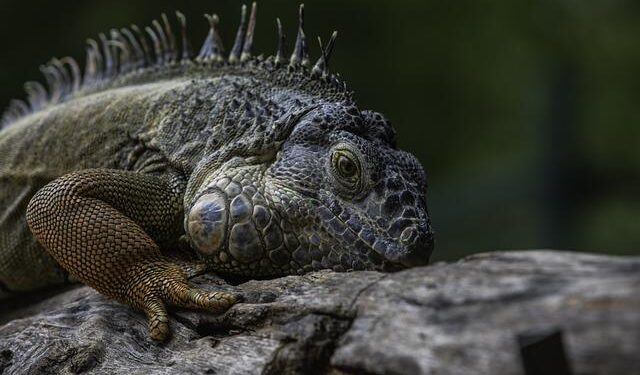 Three Iguanas in Thailand for a spectacular boat trip – Powerboat World