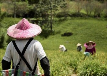 Reluctant opium farmers toil for survival in war-ravaged Myanmar – The Japan Times