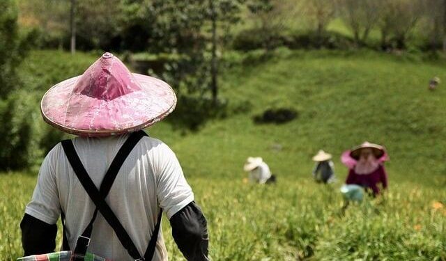 Reluctant opium farmers toil for survival in war-ravaged Myanmar – The Japan Times