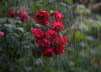 Heavy precipitation hitting vulnerable communities in the UAE and Oman becoming an increasing threat as the climate warms – World Weather Attribution
