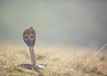 Shocking! Man Finds Snake Inside A Popsicle In Thailand. Pic Goes Viral – NDTV