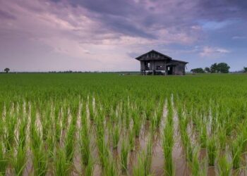 US Lambasts Japan’s ‘700% Rice Tariff,’ Hinting at Levy Target – Yahoo Finance