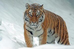Nepal’s leader says it has too many tigers. Does it? – BBC.com