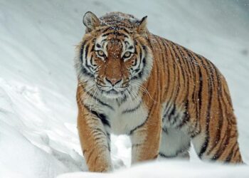 Nepal’s leader says it has too many tigers. Does it? – BBC.com