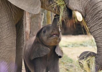 The Asian elephant population in Cambodia is more robust than previously thought – Voice Of Alexandria