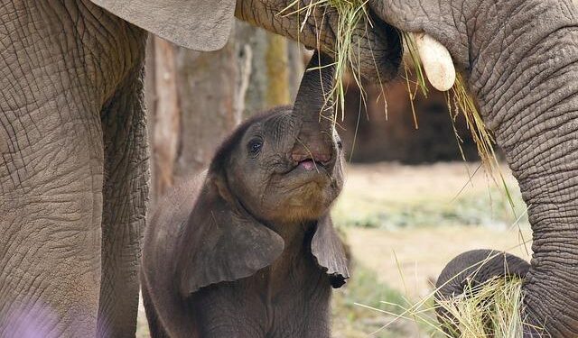 The Asian elephant population in Cambodia is more robust than previously thought – Voice Of Alexandria