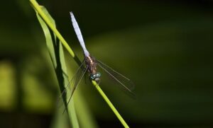 ‘Long’-limbed creature with ‘bent’ toes found on walking trail. It’s a new species – Miami Herald