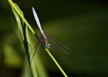‘Long’-limbed creature with ‘bent’ toes found on walking trail. It’s a new species – Miami Herald