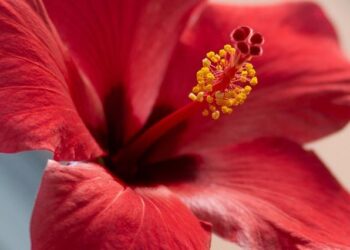 Hibiscus confirms entry to offshore Brunei Darussalam block – Offshore magazine