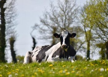 Indonesia plans to import 200,000 dairy cows this year – Theinvestor.vn