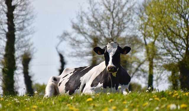 Indonesia plans to import 200,000 dairy cows this year – Theinvestor.vn