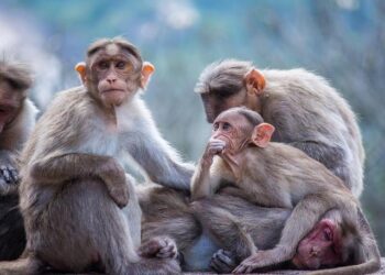 Sri Lanka counts monkeys, peacocks and squirrels to tackle crop damage – Deccan Herald