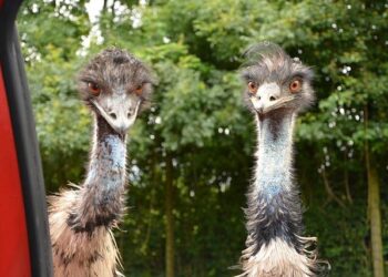 Emus To Open U18 FIBA Asia Cup Campaign Against Mongolia – Basketball Australia