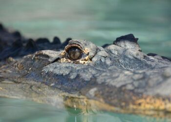 Rare Siamese crocodiles brought back to wild in Cambodia’s Virachey National Park – Xinhua