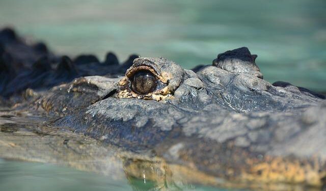 Rare Siamese crocodiles brought back to wild in Cambodia’s Virachey National Park – Xinhua