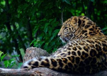 Uzbekistan: Should wild animals be kept in zoos? – CABAR.asia