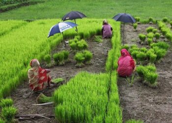 Bangladesh: Yunus govt makes another SHOCKING move, takes this step against teachers who supported Sheikh Has – India.com