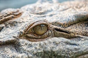 Crocodile tears: How East Timor became an unlikely Catholic stronghold – The Pillar