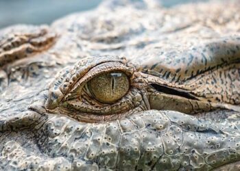 Crocodile tears: How East Timor became an unlikely Catholic stronghold – The Pillar