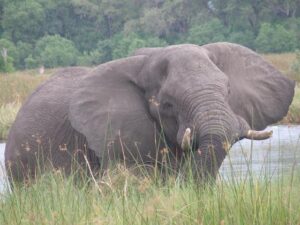 The vanishing trail of Sri Lanka’s iconic tuskers calls for urgent action – Mongabay.com