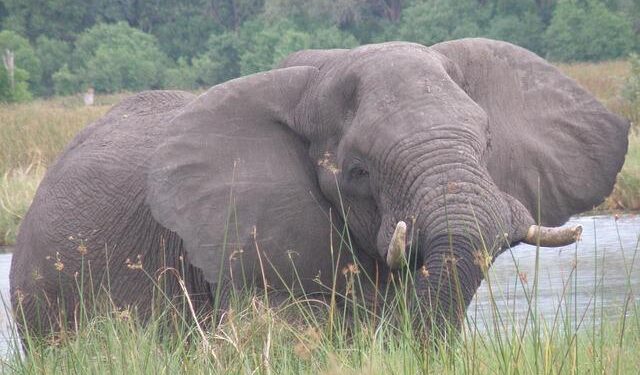 The vanishing trail of Sri Lanka’s iconic tuskers calls for urgent action – Mongabay.com